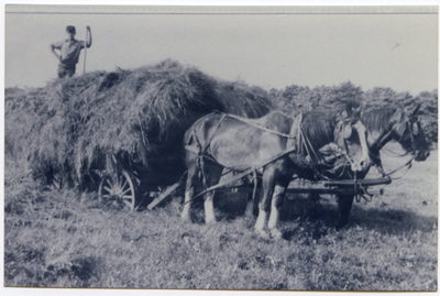 1937 – Winthrop Shaw on a wagon load of green oats, pulled by a team of horses, Joe and Thearies.