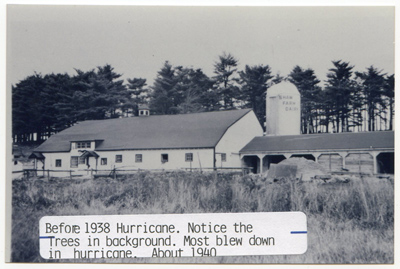 1938 Silo – A “Harder” 32 foot silo was installed in one day, early in 1938, by the Harder factory installer, who came from New York to set it up. Notice the pine trees on the hill, behind the barn. These were blown down by the big un-named catagory 3 hurricane of 1938. The timber was collected, brought to a local mill, and the boards were used to build many of the older structures still standing on Shaw farm today.