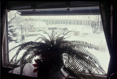 Out the window on a snowy day – During the winter of 1960, this image was taken out the window of ML Shaw’s home, looking at the barn.