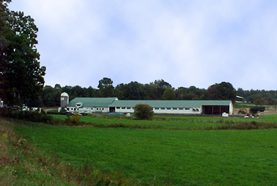 The new barn – The farm has never looked better, and the cows have never been more comfortable. Our herd expanded significantly at this time.