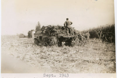 1943 – collecting bundled corn, Ben Sanford loading corn bundles on the converted flatbed 1937 GMC truck.